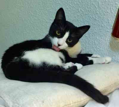 JAZZY LA INFORMATICA ADOPTADA