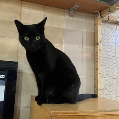 ALIKA GATITA INMUNO EN ADOPCIÓN ESPECIAL