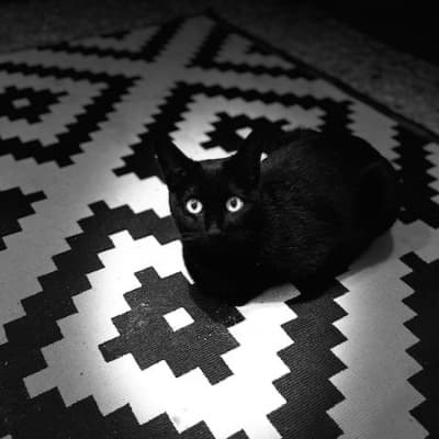 ALIKA GATITA INMUNO EN ADOPCIÓN ESPECIAL