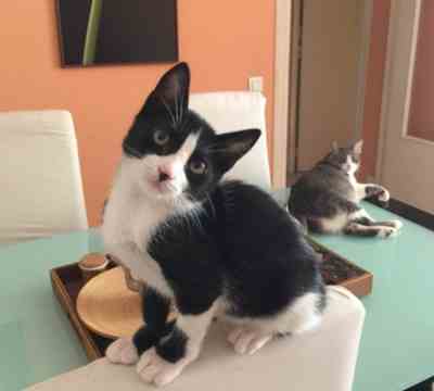 JAZZY LA INFORMATICA ADOPTADA