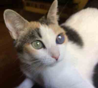 LOLA ADOPTADA