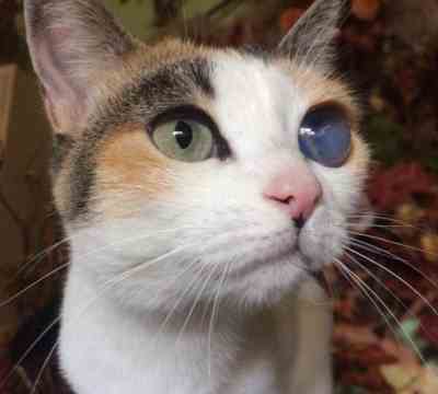 LOLA ADOPTADA