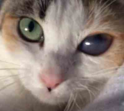 LOLA ADOPTADA