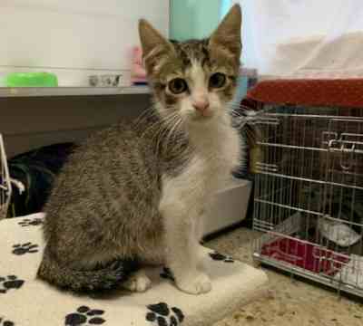 RAMSI ADOPTADO Y NUBE EN ADOPCIÓN