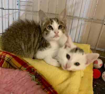 RAMSI ADOPTADO Y NUBE EN ADOPCIÓN