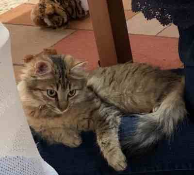 THAIS LA ELEGANTE ADOPTADA