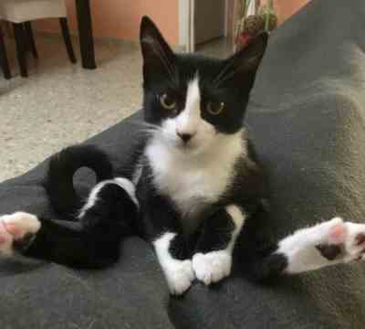 JAZZY LA INFORMATICA ADOPTADA