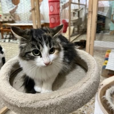 YOKO GATITA LEUCEMICA EN ADOPCION