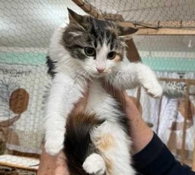 YOKO GATITA LEUCEMICA EN ADOPCION