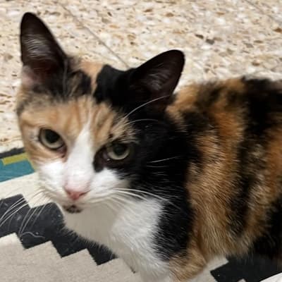 TANIA EN ADOPCIÓN