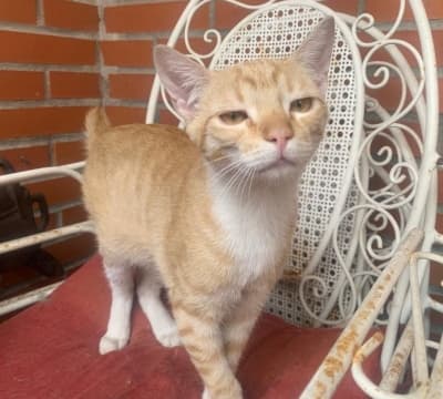 CARAMELO EN ADOPCIÓN