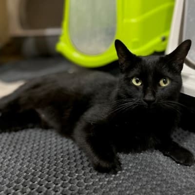 ALIKA GATITA INMUNO EN ADOPCIÓN ESPECIAL