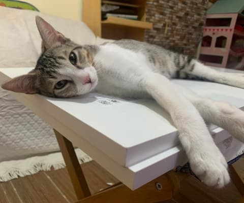 PANZA EN ADOPCIÓN