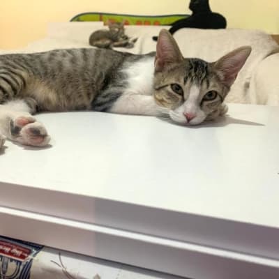 PANZA EN ADOPCIÓN