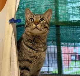 Fotografía de RON EN ADOPCION