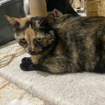 JANIS EN ADOPCIÓN