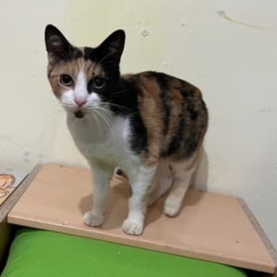 TANIA EN ADOPCIÓN