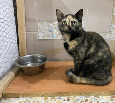 JANIS EN ADOPCIÓN