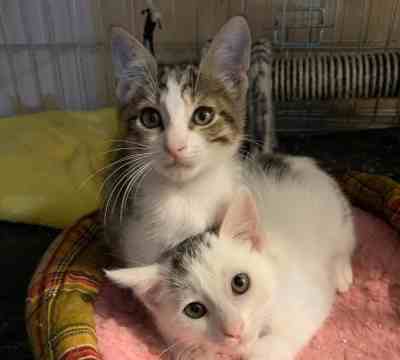 RAMSI ADOPTADO Y NUBE EN ADOPCIÓN