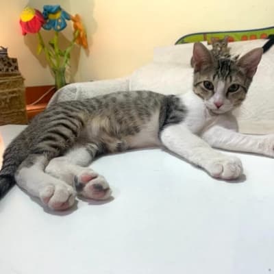 PANZA EN ADOPCIÓN