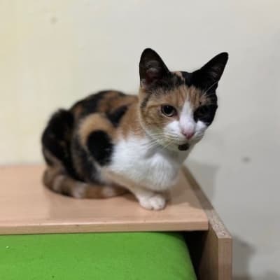 TANIA EN ADOPCIÓN