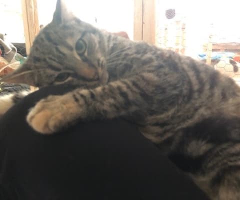 JANA EN ADOPCIÓN