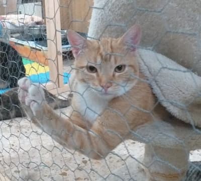 CARAMELO EN ADOPCIÓN