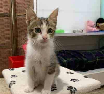 RAMSI ADOPTADO Y NUBE EN ADOPCIÓN