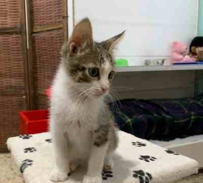 RAMSI ADOPTADO Y NUBE EN ADOPCIÓN