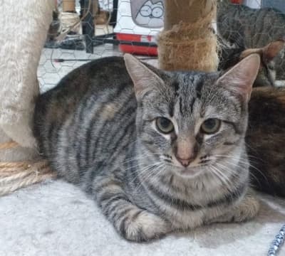 JANA EN ADOPCIÓN