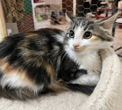 YOKO GATITA LEUCEMICA EN ADOPCION