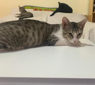 PANZA EN ADOPCIÓN