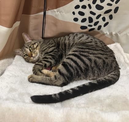 Fotografía de RON EN ADOPCION