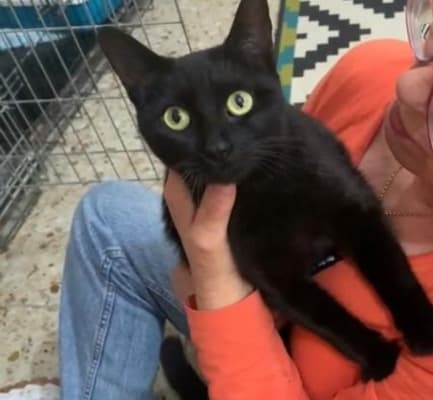 ALIKA GATITA INMUNO EN ADOPCIÓN ESPECIAL