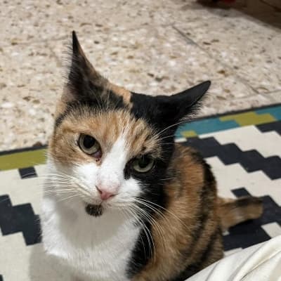 TANIA EN ADOPCIÓN